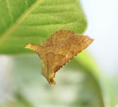 Réf. 237 061 : Endotricha flammealis